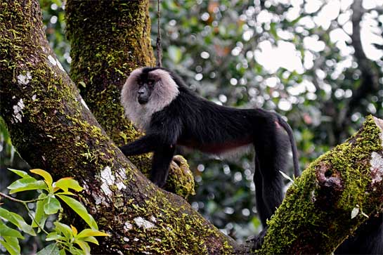 Once the mascot for the &acirc;Save Silent Valley' campaign, the endangered lion-tailed macaque now finds security in the evergreen forests of this Protected Area, where food and shelter are available in what is considered to be one of the most biodiverse forests of its kind in India.