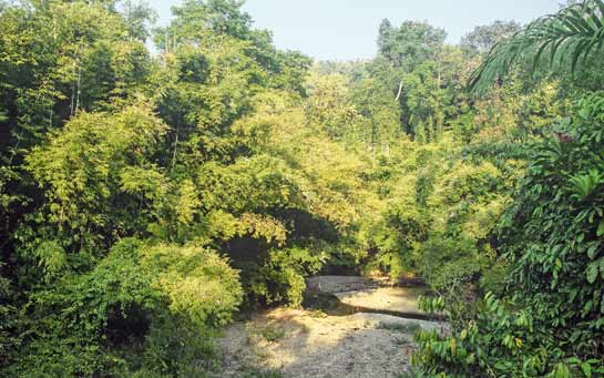 The Dampa Tiger Reserve is a thriving melting pot of flora and fauna. Its landscape is a wonderful mix of extensive bamboo tracts, moist deciduous forests as well as evergreen and semi-evergreen forests.