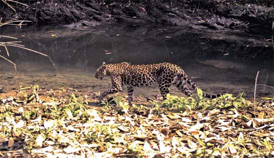 Camera-trap studies have revealed a whole new hidden world of large and small carnivores in Dampa. Apart from this leopard Panthera pardus, photographed on April 16, 2012, clouded leopards, ferret badgers and marbled cats have been recorded.