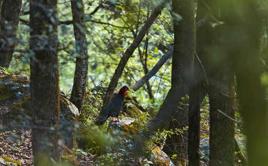 The author's quarry, the Western Tragopan Tragopan melanocephalus is highly endangered, with only five known populations in the world. These highly sensitive birds avoid disturbed habitats, receding into upper temperate forests between 2,400 and 3,600 m.