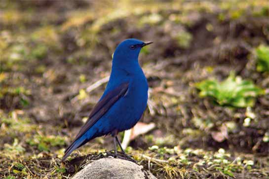 The Grandala Grandala coelicolor is one among many stunning Himalayan birds found in the Western Arunachal Landscape. The Grandala Grandala coelicolor is one among many stunning Himalayan birds found in the Western Arunachal Landscape.