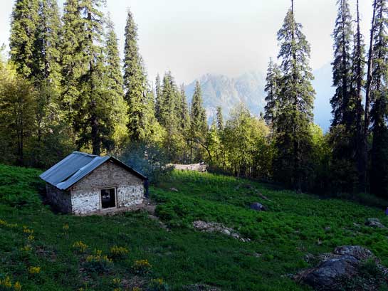 Seen here is the campsite at Khorli Poli, a tiny, verdant meadow near the region in which the author made his sighting of the Western Tragopan.