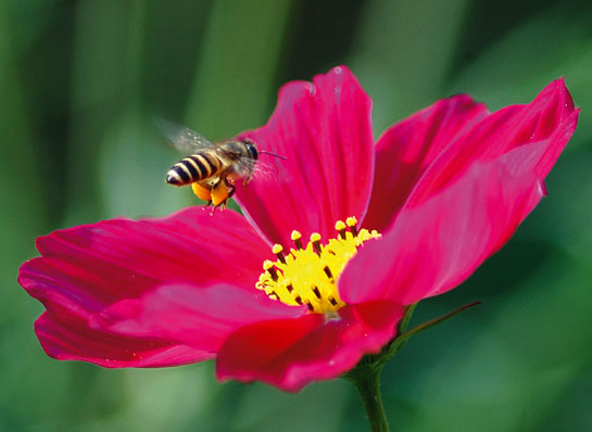 About one-third of the human diet comes from insect-pollinated plants, with the honeybee responsible for 80 per cent of such pollination. In the United States, Colony Collapse Disorder (CCD) - possibly the result of a virus that picks off all worker bees, leaving the queen and her offspring unsupported - has caused unprecedented mortality of honeybees.