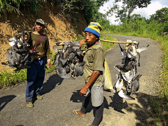 In October 2012, over 140,000 Amur Falcons were trapped and killed for human consumption by the villagers of Pangti.