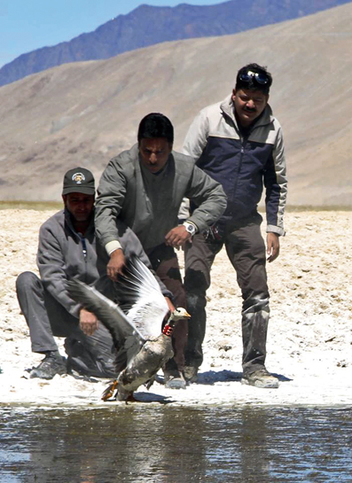 In the Chushul Wildlife Sanctuary, the author and his associates release a Bar-headed Goose after having fitted it with a conventional neck band and tagged it with a tarsus ring.