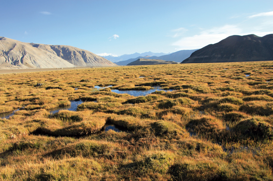 The stark wilderness of the Tso-Gul-Tso marsh in Chushul, where the author and his colleagues successfully collared Bar-headed Geese.