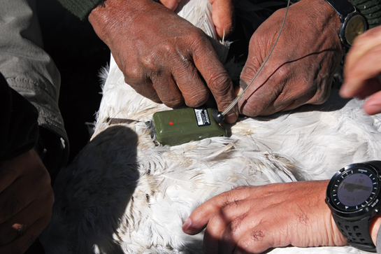 A Platform Terminal Transmitter (PTT) is deployed on a Black-necked crane. The device periodically records the location of the bird, allowing scientists to study migration patterns and habitat utilisation.