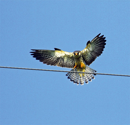 An adult Amur Falcon female.