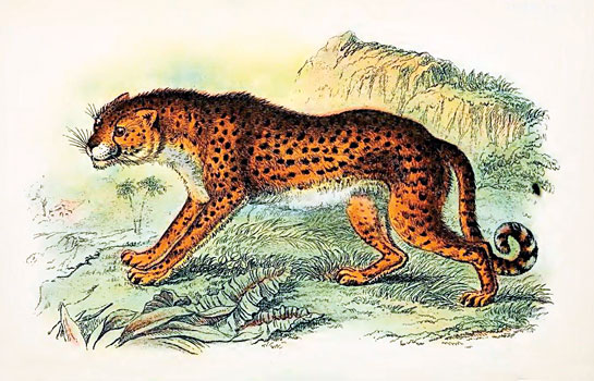This is Richard Lydekker's sketch of a cheetah from his book A Hand-book to the Carnivora, Lloyd's Natural History, 1896.