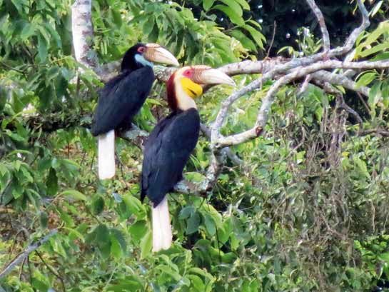 As the natural vegetation outside Dampa declines and more people are looking toward the protected forest for sustenance, species such as these rare Wreathed Hornbills Rhyticeros undulatus depending on old growth forests will be among the first to disappear.