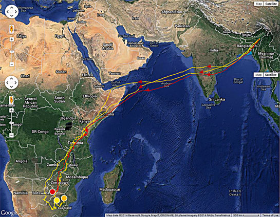 With a round trip of 22,000 km., the Amur Falcon has one of the longest annual migratory pathways among birds. Data derived from three radio collard birds have shown that the falcons pass through several countries including India, Bangladesh, Somalia, Kenya, Tanzania, Zambia, Botswana, Zimbabwe and Mozambique to reach their prime wintering destination, South Africa.