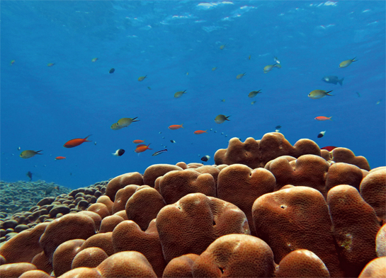 Some reefs in the Lakshadweep are showing signs of recovery. However, a reef's full recovery is dependent on a variety of factors including herbivorous fish and coral larvae produced.