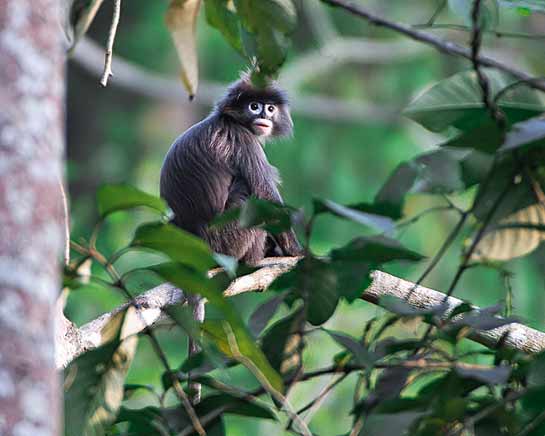 Dampa is home to as many as eight primate species including the Phayre's leaf monkey Trachypithecus phayrei that the author was delighted to spot.