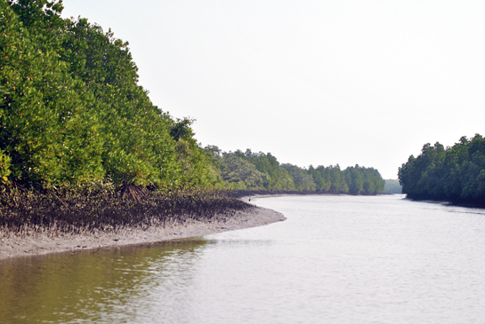 India's second-largest mangrove ecosystem, the Coringa Wildlife Sanctuary lies in the deltaic branches of the Gowthami-Godavari river in Andhra Pradesh. Though remote, these mangrove forests face pressure from local communities that depend heavily on them for their daily needs. More worrying is the increasing industrialisation of the Godavari delta.