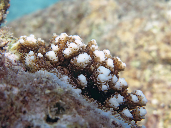 The fate of this young coral of the genus Acropora depends on a multitude of factors including the resilience of the structure on which it grows.