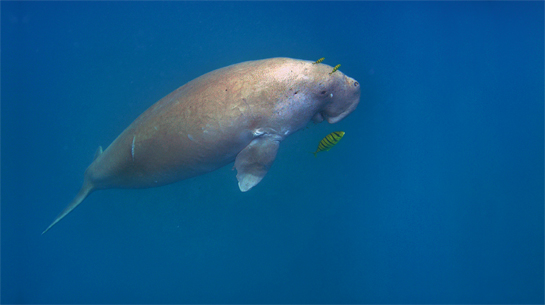 In the waters around Neil Island in the Richie's archipelago, a dugong floats peaceably, unperturbed by the presence of the researchers.