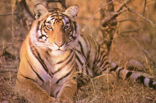 The tiger, a portrait of a gentleman. Since the Park was declared a Tiger Reserve in 1974, the population of tigers has registered a dramatic increase.