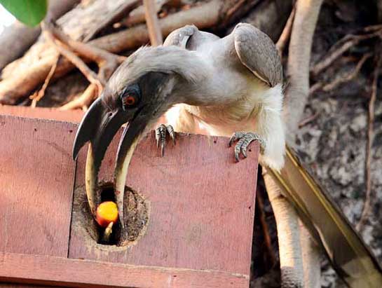 Vishwajeet Naik's innovative wooden boxes with appropriately cut openings have now been approved by Indian Grey Hornbills Ocyceros birostris that have been breeding and nesting consistently in his garden.