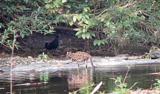 For the lucky few, who are able to undertake the strenuous walk across Dampa's emerald glades, sights such as this one of a leopard cat Prionailurus bengalensis, wading across a stream, as a male Kalij Pheasant Lophura leucomelanos looks on, are still there for the asking.