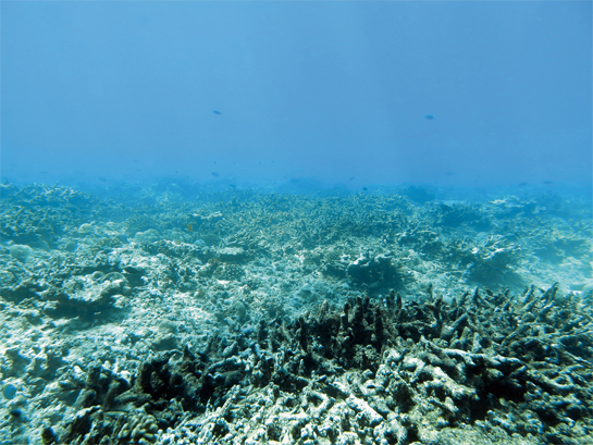 A forest of coral growing in the lagoon.