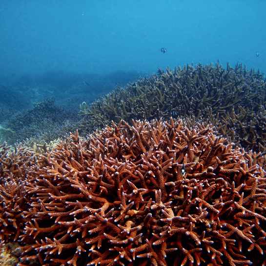 A post-disturbed reef is a graveyard of dead coral skeletons on which new coral can settle and grow.