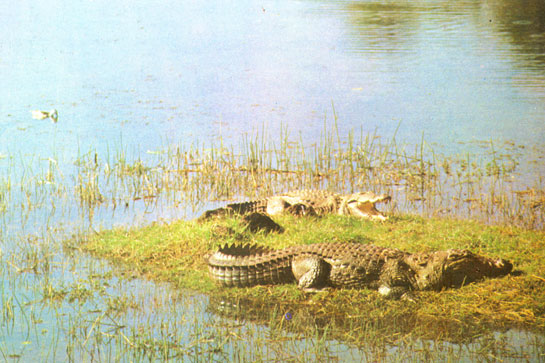 Crocodiles, also called muggers, basking on a grass-bank. The reptiles were introduced to the park some years ago and are faring well. They feed mainly on carp which abound in the lakes.