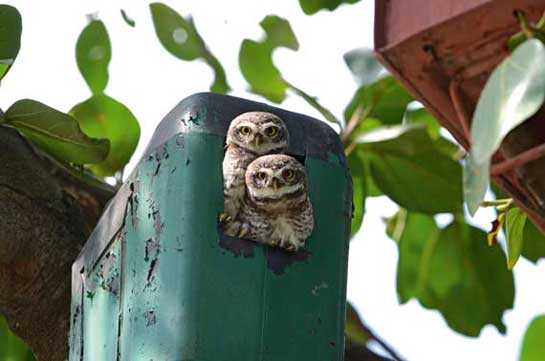 Naik's artificial homes welcome several cavity nesting birds like these Alexandrine Parakeets Psittacula eupatria and Spotted Owlets Athene brama.