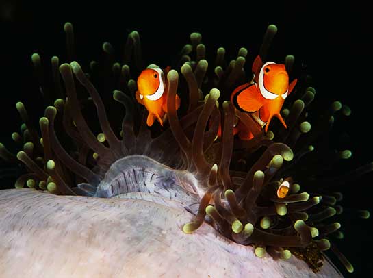 Clownfish and anemones share a mutually beneficial relationship and this 100 mm.