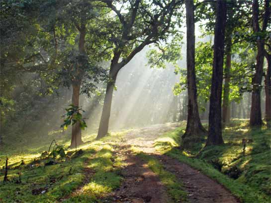 Sunlight filters through the canopy of the Anshi-Dandeli Tiger Reserve, one of the most beautiful forests of South India; a paradise that is under direct threat from manganese ore mining amongst other serious environmental issues.