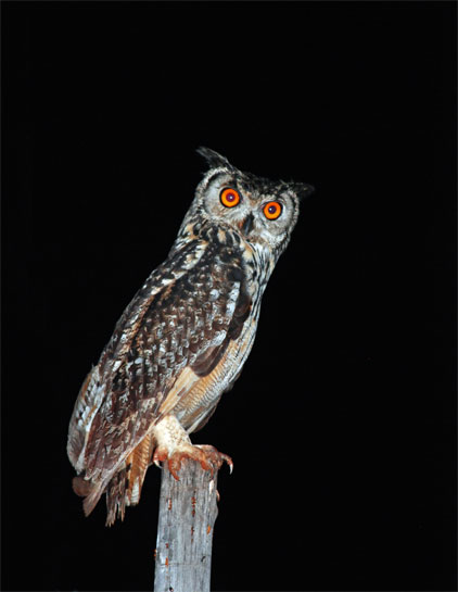 Widely distributed in the mainland Indian subcontinent, the Indian Eagle Owl Bubo bengalensis prefers rocky patches, with ravines, as well as scrub and open forests around agricultural fields. Widely distributed in the mainland Indian subcontinent, the Indian Eagle Owl Bubo bengalensis prefers rocky patches, with ravines, as well as scrub and open forests around agricultural fields.