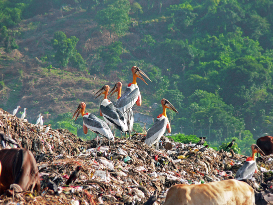 During the breeding season, Greater Adjutants hunt small prey, but at other times they scavenge at garbage dumps. Their &acirc;unpleasant' feeding habits result in a stinking mess at the base of their nesting trees, and this had made them unpopular with the local community.