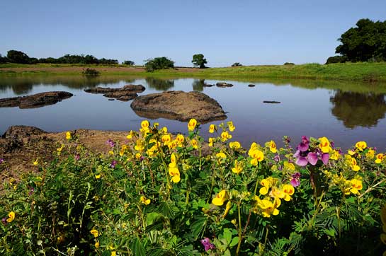 Balsams and Smithias take over a monsoon-fed depression in Kaas, a region well-known for its virile seed banks that spread their blooms for miles around. Photograph by Anish Andheria.