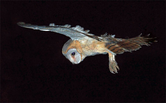 Like other owls, the Barn Owl Tyto alba is an efficient hunter and prefers rodents and other small animals.