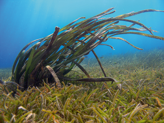 Though 44 meadows were surveyed, the authors found feeding trails only at eight. These locations were characterised as being relatively large, unfragmented, and dominated by short-lived species of seagrass.