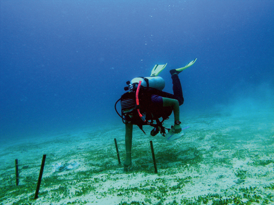 To study the impact of dugong herbivory on seagrass, dugong foraging enclosures were established and seagrass growth was recorded over a period of time.