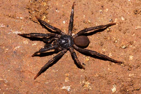 Finding this mature male specimen was vital to the identification of Idiops kaasensis, the new species of trapdoor spider that has added a new chapter to the natural history of Maharashtra's celebrated Kaas plateau.