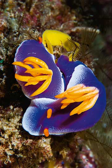 The anterior-to-posterior positioning of these two unidentified nudibranches suggests a mating posture. Hermaphrodites, they pass sperm sacs through a tube located behind the head.  They lay one to six egg masses, each of which can contain millions of eggs.