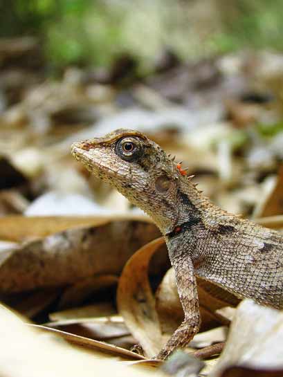 Walking a line-transect field survey enabled the author to savour the sub-tropical forests of the Anshi-Dandeli Tiger Reserve, which support a diverse variety of herpetofauna including the forest calotes Calotes rouxii.