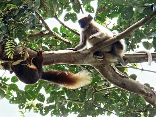 Anshi-Dandeli supports all manner of arboreal and avian lifeforms. Two of the most common arboreal mammal residents of Dandeli are the Indian giant squirrel Ratufa indica and grey langur Semnopithecus dussumieri.