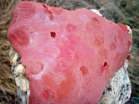 The authors used plasticine clay to find whether or not owls perched along fields. The image shows the serrated marks of an owl's feet on the clay placed on the fence posts.