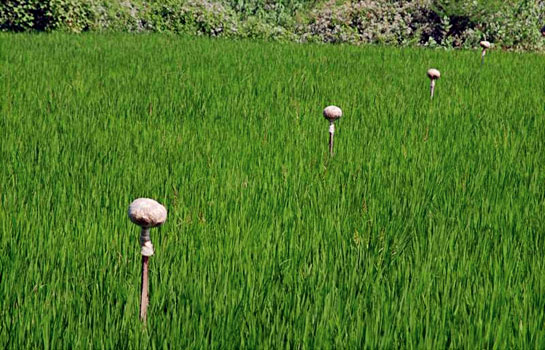 The authors' study was triggered on observing poles stuck by farmers in paddy fields to provide perches for owls adjoining the Kalakad-Mundanthurai Tiger Reserve, inviting them to feed on rats and bandicoots.