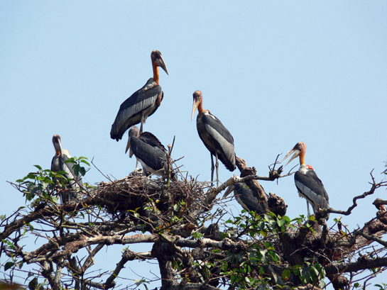 The nesting colonies of these quirky birds once repulsed villagers, but today, after five years of persistent work, they are vigilantly safeguarded by the two villages of Dadara and Pacharia in Assam.