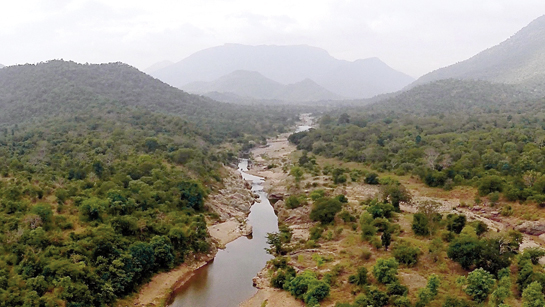 A stellar view of the dry tropical forest that characterises this sanctuary, nestled at the confluence of the Western and Eastern Ghats.