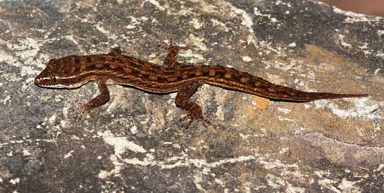 Thoseghar in the Kaas plateau region was also the site where the little-known male gecko Hemidactylus satarensis, was discovered. Microfauna such as lizards and spiders tend to be overlooked by both amateurs and professionals, despite their critical ecological roles in maintaining ecosystems.