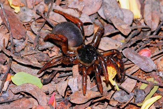 The female Idiops kaasensis, newly described from Kaas, was positively identified as a mygalomorph - an infra order of spiders that exhibit specialised camouflage, defence and prey-capture strategies.