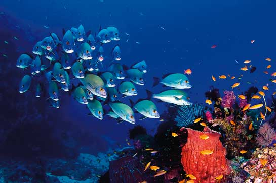 These paddletail snappers Lutjanus gibbus swam purposefully towards the author, swerving away at the very last minute.