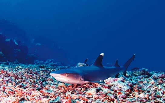 This white-tip reef shark Triaenodon obesus allowed the author to come within a few feet of him. Sharks have an undeserved reputation for being dangerous killers.