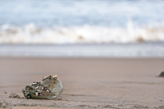 Barnacles are tiny, mysterious, ingenious and baffling organisms. They are extremely hardy too.