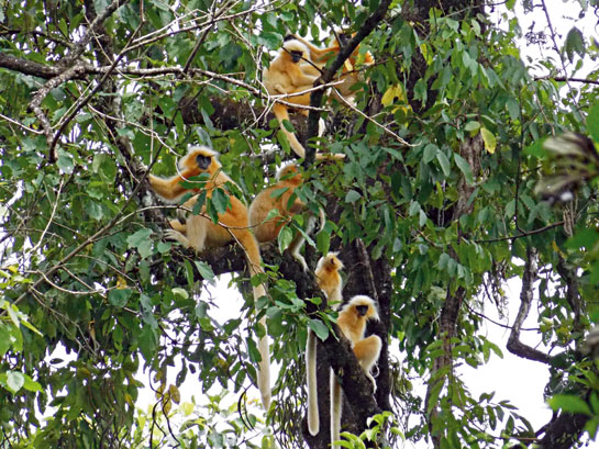 Commonly known as the sonali bandar, the golden langur Trachypithecus geei is found in the foothills of the Himalaya along the Assam-Bhutan border. Considered sacred, the golden langur's presence in Assam was first brought to the attention of science by naturalist E. P. Gee in the 1950s.