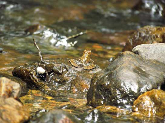 Micrixalus frogs have been documented using vocal and visual communication aids. They croak by inflating silver-white vocal sacs and recent studies reveal that the unique foot-flagging behaviour seen here is also used to defend perching sites.